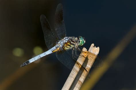 What's a Dragonfly Habitat Like? What Do Dragonflies Eat? Find Out Now ...