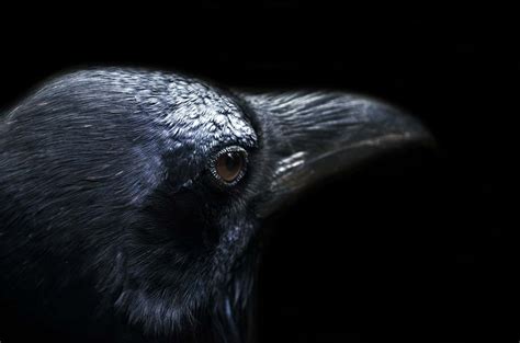 Are crows intelligent | How smart are crows and Ravens?