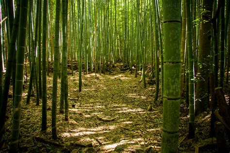 Bamboo forest @ Sagano, Kyoto | Iñaki Pérez de Albéniz | Flickr