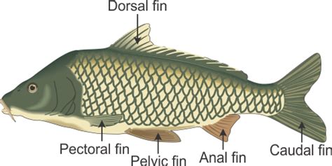 draw a labelled diagram of bony fish and write the function of the fins ...