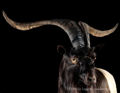 Wild Goat - Wall Pedestal - Taxidermy UK