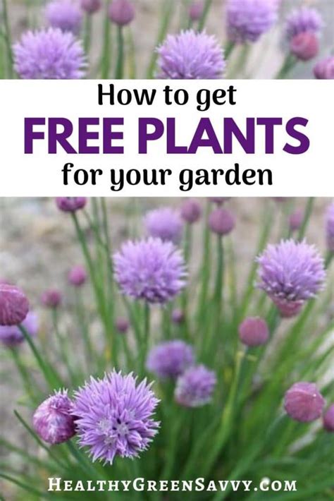 How to Get Free Plants for Your Garden {9 Savvy Strategies}