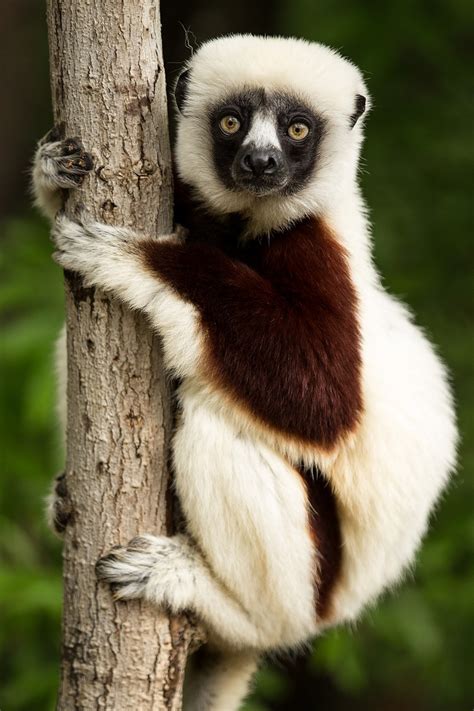 Coquerel’s Sifaka | New England Primate Conservancy