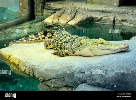 Golden crocodile is hybrid of Saltwater and Siamese Crocodiles Stock Photo - Alamy