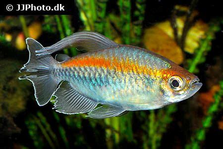 Congo Tetra Care - Size, Lifespan, Tank Mates, Breeding | Tetra fish, Pet fish, Tropical fish