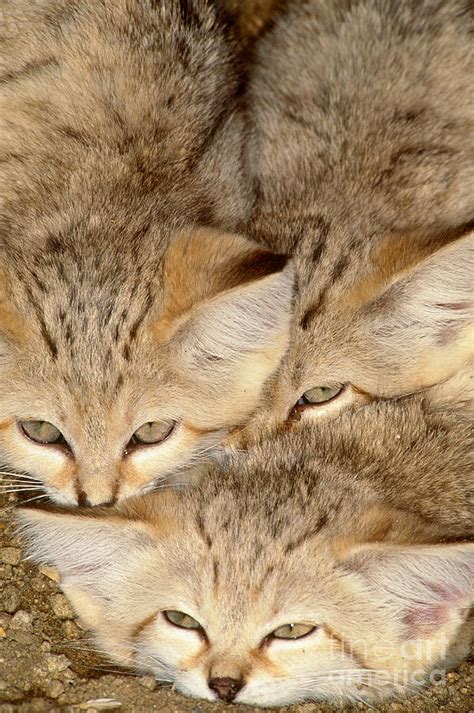 Sand Cats Photograph by Art Wolfe - Fine Art America