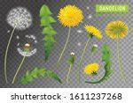 Dandelion Plant and flower in spring image - Free stock photo - Public ...