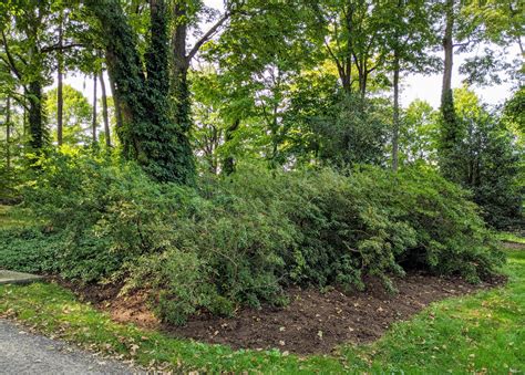 Pruning My Azaleas - The Martha Stewart Blog