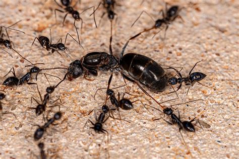 3 Things to Know about Queen Ants | Wagner Pest Solutions