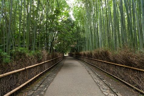 Premium Photo | Bamboo forest in kyoto