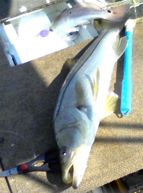 Hernando Fish Identification and Tips: Snook