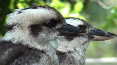 The unique Kookaburra - Wildlife Rescue Queensland