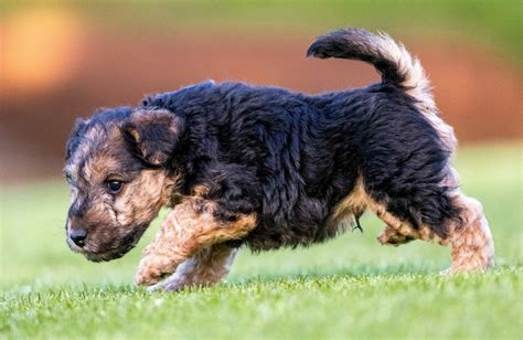 The Lakeland Terrier: A Comprehensive Guide to Their Characteristics ...