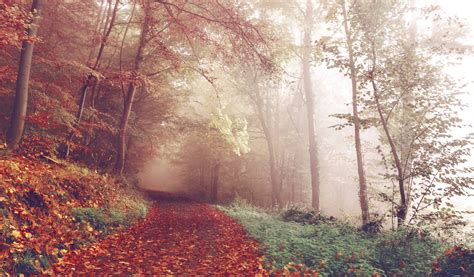 Download Wake up to a foggy autumn forest on a chilly day Wallpaper ...