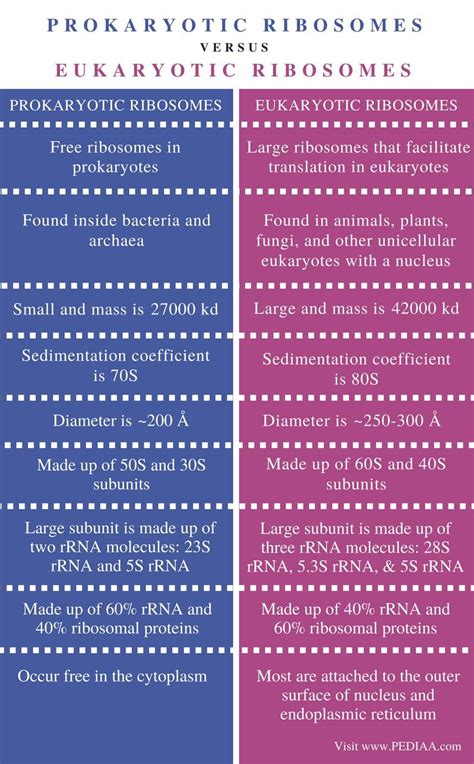 Difference Between Prokaryotic and Eukaryotic Ribosomes - Comparison ...