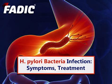 H. pylori Bacteria