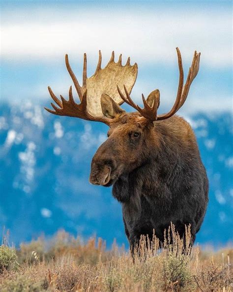 Majestic moose in Canada in 2021 | Animals, Moose painting, Animals wild