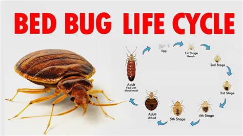 Baby Cockroach Vs Bed Bug