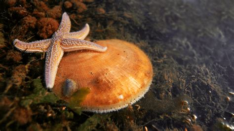 Oceanus - Woods Hole Oceanographic Institution