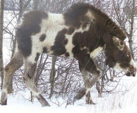 Piebald moose | Rare animals, Unusual animals