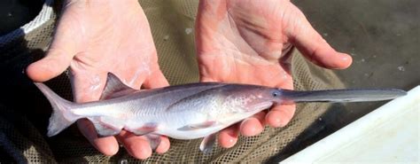 Paddlefish – "OCEAN TREASURES" Memorial Library