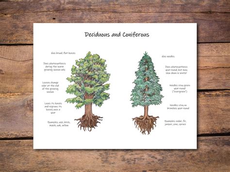 three different types of trees and their roots