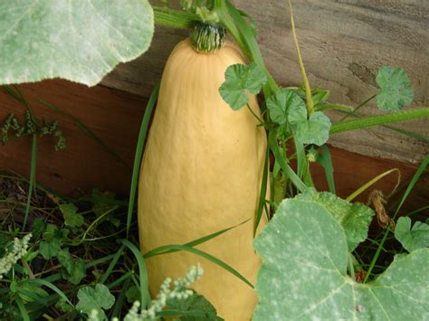 Jumbo Pink Banana Heirloom Winter Squash Seeds | Etsy