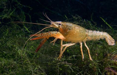 Crayfish - The Care, Feeding and Breeding of Freshwater Crayfish ...