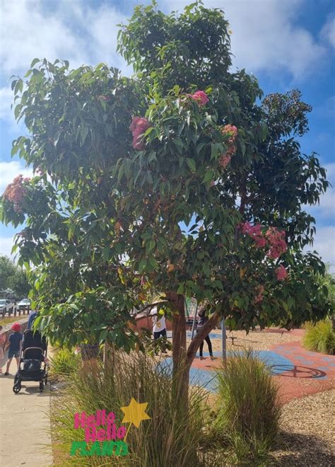 Corymbia 'Calypso Queen' Grafted Gum 8" Pot - Hello Hello Plants