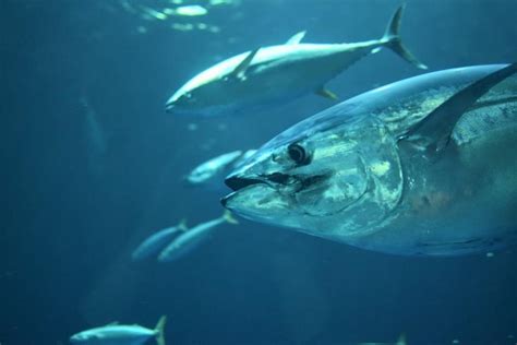 Pacific Bluefin Tuna | California Sea Grant