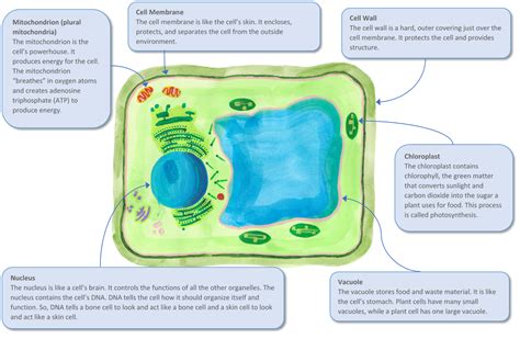 Plant_Cell_Diagram