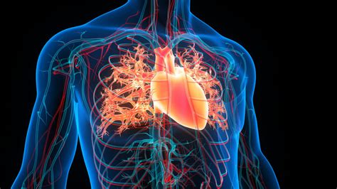 Pulmonary artery: definition and diagram – Archyde