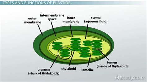 Plastid Define - Nevan Oana