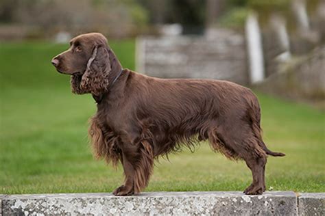 How to Train a Field Spaniel - Alaska Dog Works