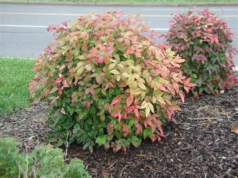 10 Dwarf Nandina Firepower plants ornamental shrub | Etsy