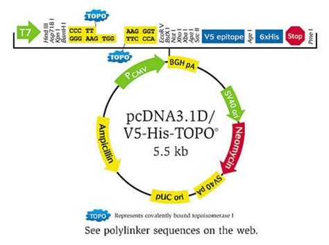 pcDNA3.1 Directional TOPO Expression Kit - Thermo Fisher Scientific