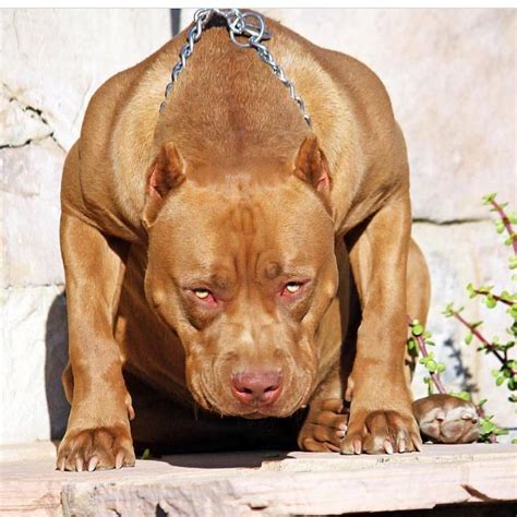 a large brown dog standing on top of a wooden floor next to a stone wall