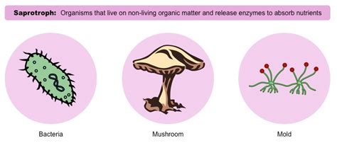 Heterotrophs | BioNinja | Organic molecules, Animals matter, Organic ...