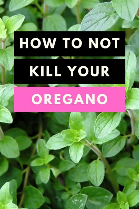 Oregano: How to Care for this Amazing Aromatic Herb