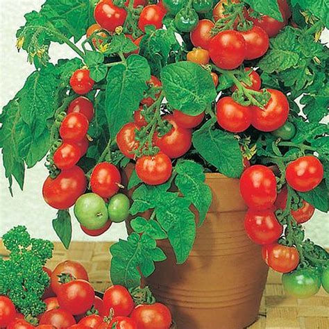 Determinate Bush Tomatoes - Solanum lycopersicum - Aerospring Gardens