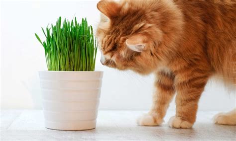 Can Cats Eat Catnip? Yes! Here Are the Benefits | BeChewy