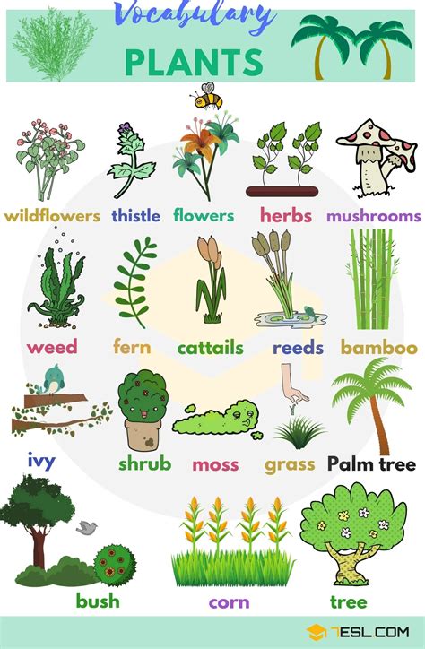 Types Of Trees Plant : 42 Common Types Of Trees With Names Facts And Pictures - Discover the ...