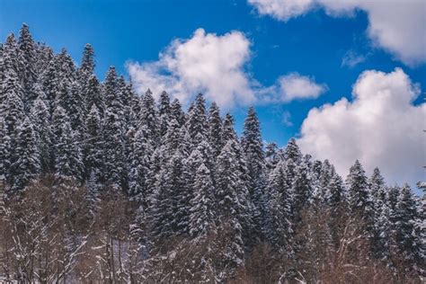 Premium Photo | Snowy spruce trees and blue sky