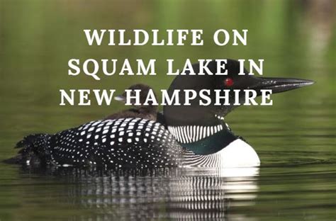 Wildlife on Squam Lake in New Hampshire - Lakefront Living International, LLC