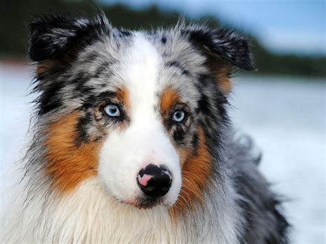 Cute Australian Shepherd wallpaper | 2048x1536 | #12374