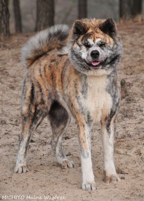 Pin by A. Mouse on Dog Colors - Brindle | Japanese akita, Akita dog, Japanese dogs