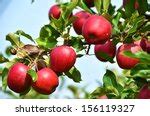 Red Apples On Tree Free Stock Photo - Public Domain Pictures