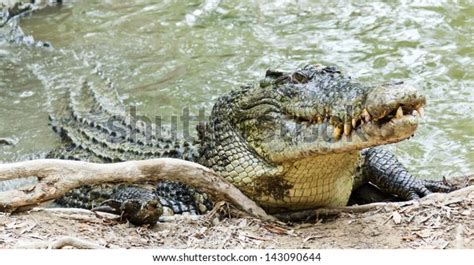 Crocodile's Head Camouflage: Over 82 Royalty-Free Licensable Stock ...