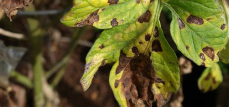 Tomato Septoria Leaf Spot Guide