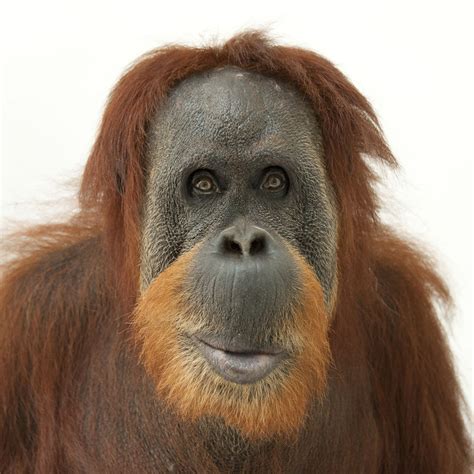 Orangutan Facts (#4): "Classified in the genus Pongo, Orangutans were considered to be one ...